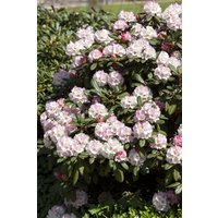 Kategorie <b>Rhododendron </b> - Rhododendron yakushimanum 'Neat-O'