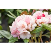 Kategorie <b>Rhododendron </b> - Rhododendron yakushimanum 'Wanna Bee'