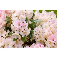 Kategorie <b>Rhododendron </b> - Rhododendron yakushimanum 'Yaku Queen'