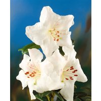 Kategorie <b>Produkt nicht gewünscht </b> - Rhododendron arborescens 50-60 cm