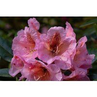 Rhododendron - Rhododendron augustinii 30-40 cm