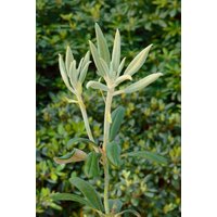 Kategorie <b>Rhododendron </b> - Rhododendron bureavii 'Volce' 30-40 cm