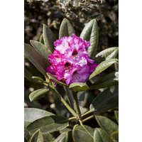 Kategorie <b>Rhododendron </b> - Rhododendron calophytum 'Dominik' 30-40 cm