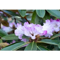 Kategorie <b>Rhododendron </b> - Rhododendron campanulatum 40-50 cm