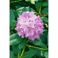 Kategorie <b>Rhododendron </b> - Rhododendron campanulatum aeruginosum 30-40 cm