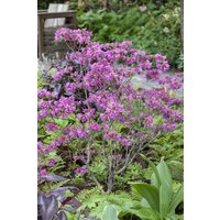Kategorie <b>Rhododendron </b> - Rhododendron dauricum 20-30 cm