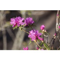 Kategorie <b>Rhododendron </b> - Rhododendron dauricum 'Boskoop Ostara' 30-40 cm