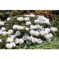 Rhododendron - Rhododendron decorum 50-60 cm
