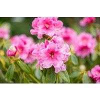 Kategorie <b>Produkt nicht gewünscht </b> - Rhododendron discolor 'Spätlese' 100-120 cm