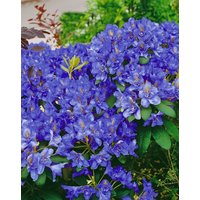 Kategorie <b>Rhododendron </b> - Rhododendron fastigiatum 'Intrifast' 30-40 cm