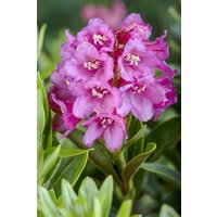 Kategorie <b>Produkt nicht gewünscht </b> - Rhododendron ferrugineum 12-15 cm