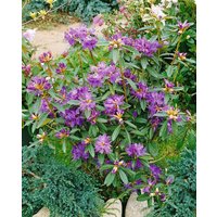 Kategorie <b>Produkt nicht gewünscht </b> - Rhododendron 'Govenianum' 20-25 cm
