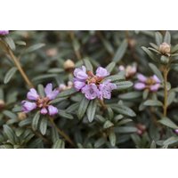 Kategorie <b>Rhododendron </b> - Rhododendron hippophaeoides 20-25 cm