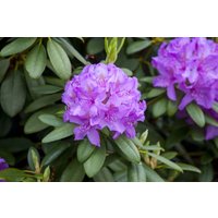 Kategorie <b>Rhododendron </b> - Rhododendron 'Blue Print' 40-50 cm