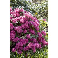 Kategorie <b>Rhododendron </b> - Rhododendron 'James Brigham' 50-60 cm