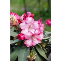 Rhododendron - Rhododendron 'Lem's Monarch' 40-50 cm