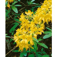 Kategorie <b>Rhododendron </b> - Rhododendron lutescens 70-80 cm