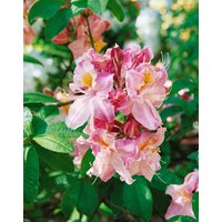 Kategorie <b>Rhododendron </b> - Rhododendron luteum Cecile 30-40 cm