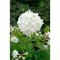 Kategorie <b>Rhododendron </b> - Rhododendron luteum 'June Jubilee' 30-40 cm