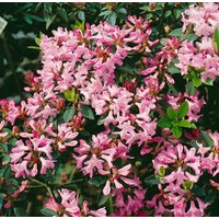 Kategorie <b>Rhododendron </b> - Rhododendron minus 40-50 cm