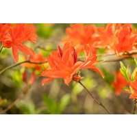 Kategorie <b>Rhododendron </b> - Rhododendron mollis x sinensis 40-50 cm