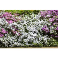 Kategorie <b>Rhododendron </b> - Rhododendron mucronatum 20-25 cm