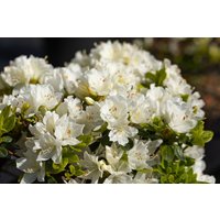 Kategorie <b>Rhododendron </b> - Rhododendron obtusum 'Adonis' 20-25 cm