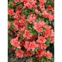 Kategorie <b>Rhododendron </b> - Rhododendron obtusum 'Cherie' 15-20 cm