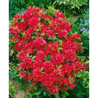 Kategorie <b>Rhododendron </b> - Rhododendron obtusum 'Geisha Red' 20-25 cm