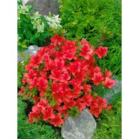 Kategorie <b>Rhododendron </b> - Rhododendron obtusum 'Johanna' 30-40 cm