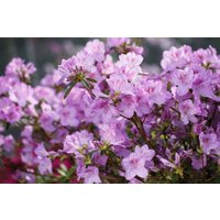 Rhododendron - Rhododendron obtusum 'Ledikanense' 20-25 cm