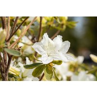 Kategorie <b>Rhododendron </b> - Rhododendron obtusum 'Luzi' 20-25 cm