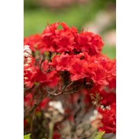 Rhododendron - Rhododendron obtusum 'Maraschino' 25-30 cm