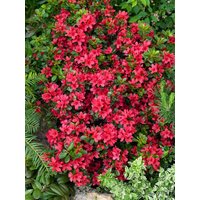 Kategorie <b>Rhododendron </b> - Rhododendron obtusum 'Muttertag' 20-25 cm