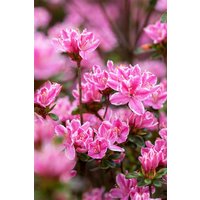 Kategorie <b>Rhododendron </b> - Rhododendron obtusum 'Pink Poetry' 40-60 cm