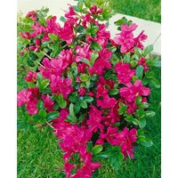 Kategorie <b>Rhododendron </b> - Rhododendron obtusum 'Rubinetta' 20-25 cm