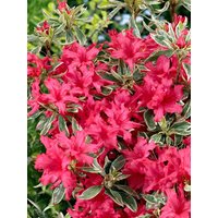 Kategorie <b>Rhododendron </b> - Rhododendron obtusum 'Silver Sword' 30-40 cm