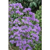 Kategorie <b>Rhododendron </b> - Rhododendron oreotrephes 60-70 cm