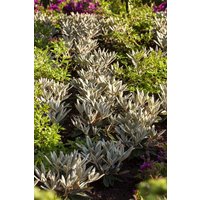 Kategorie <b>Rhododendron </b> - Rhododendron pachysanthum 'Silbervelours' 40-50 cm