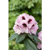Kategorie <b>Rhododendron </b> - Rhododendron praevernum 'Mamamia' 30-40 cm
