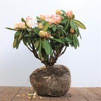 Kategorie <b>Rhododendron </b> - Rhododendron praevernum 'Osterschnee' 30-40 cm