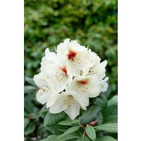 Rhododendron - Rhododendron praevernum 'Osterschnee' 40-50 cm