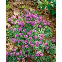 Kategorie <b>Rhododendron </b> - Rhododendron prostratum 30-40 cm