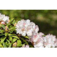 Rhododendron - Rhododendron proteoides 'Web's Bee' 40-50 cm