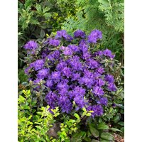 Kategorie <b>Rhododendron </b> - Rhododendron russatum 'Enziana' 50-60 cm