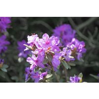 Kategorie <b>Rhododendron </b> - Rhododendron russatum 'Lauretta' 40-50 cm