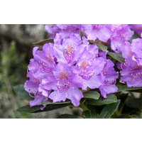 Kategorie <b>Rhododendron </b> - Rhododendron saluenense 'Lavendula' 20-25 cm