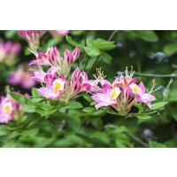 Kategorie <b>Produkt nicht gewünscht </b> - Rhododendron viscosum 50-60 cm
