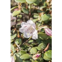 Kategorie <b>Rhododendron </b> - Rhododendron williamsianum (Wildart) 40-50 cm
