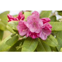 Kategorie <b>Rhododendron </b> - Rhododendron williamsianum 'Gartendirektor Glocker' 50-60 cm